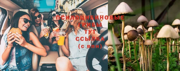 стаф Богданович